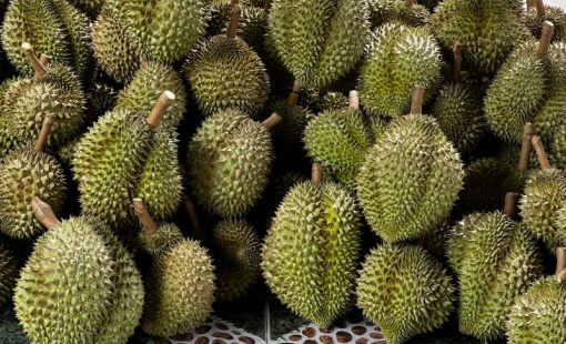 Nông sản Việt: Cần thương hiệu cho trái sầu riêng xuất khẩu