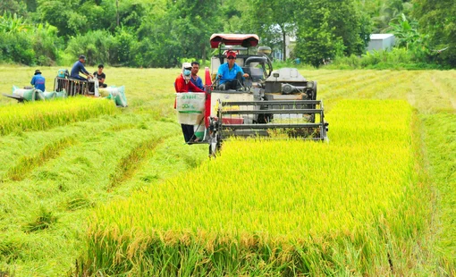 Đẩy mạnh cho vay lúa gạo tín chấp trên cơ sở quản lý dòng tiền