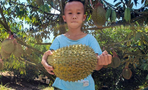 Trung Quốc tự trồng sầu riêng, Thái Lan và Việt Nam bị đe dọa