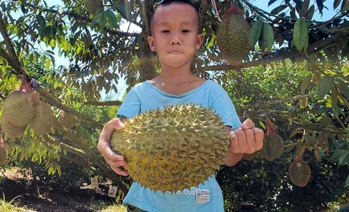 Trung Quốc tự trồng sầu riêng, Thái Lan và Việt Nam bị đe dọa