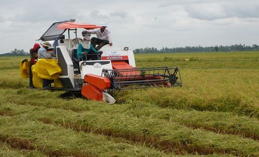 Philippines sẽ vẫn là khách mua gạo lớn nhất của Việt Nam