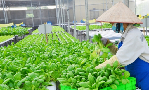 Dự thảo Luật Hợp tác xã (sửa đổi): Hợp tác xã được miễn giảm thuế, vay vốn với lãi suất ưu đãi