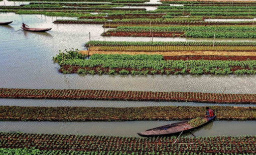 Sống chung với "thủy thần", đây là cách những cánh đồng nổi trở thành cứu cánh cho những người nông dân khốn khó