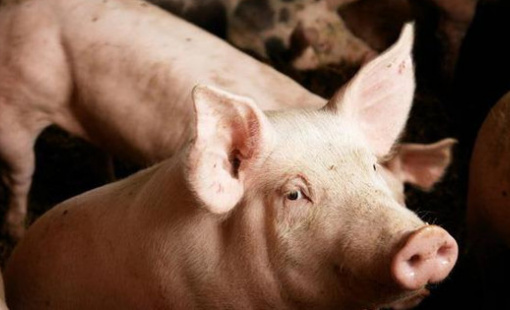 Dabaco báo lỗ kỷ lục hơn 320 tỷ đồng trong quý 1/2023