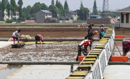 Trung Quốc "mài sắc" vũ khí để bảo vệ nền nông nghiệp, các nước xuất khẩu gạo cũng phải dè chừng