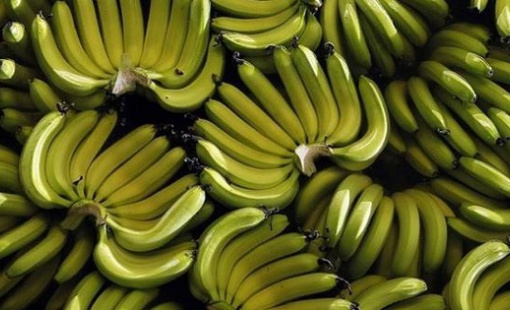 HAGL Agrico (HNG) bị đưa vào diện kiểm soát của HoSE