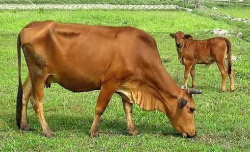 Nhà đầu tư bất động sản đang bế tắc về dòng tiền