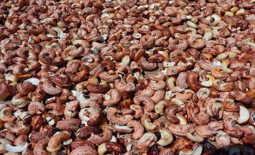 Bất bình đẳng thương mại với các nước châu Phi, Hiệp hội Điều đề xuất chính sách bảo hộ ngành điều