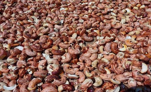 Bất bình đẳng thương mại với các nước châu Phi, Hiệp hội Điều đề xuất chính sách bảo hộ ngành điều