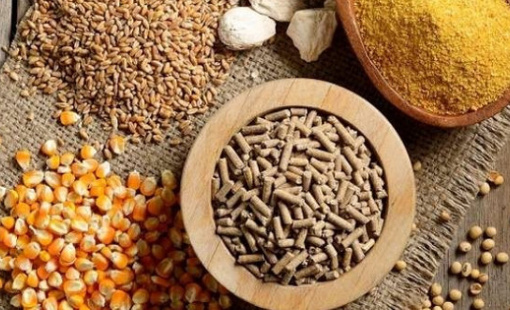 75% nguyên liệu nhập khẩu, giá lại tăng phi mã, Việt Nam tự chủ thức ăn chăn nuôi thế nào?