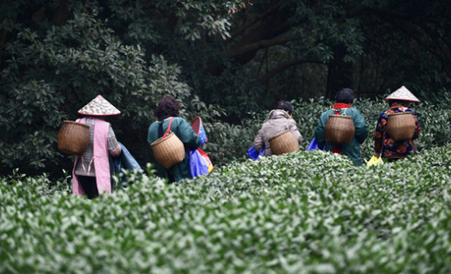 Thời tiết cực đoan đang đe dọa mặt hàng xuất khẩu mang về 2 tỷ USD mỗi năm cho Trung Quốc