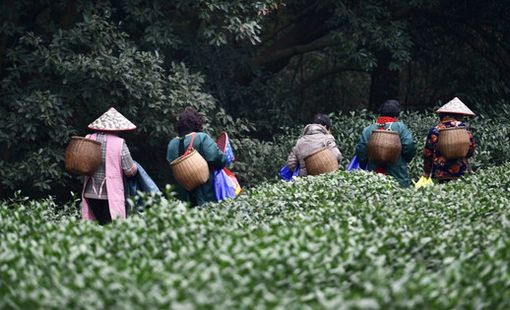 Thời tiết cực đoan đang đe dọa mặt hàng xuất khẩu mang về 2 tỷ USD mỗi năm cho Trung Quốc