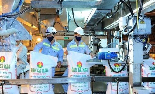 Đạm Cà Mau và Đạm Phú Mỹ đang hoạt động thế nào trước đề xuất ngừng toàn bộ nhà máy nhường khí cho sản xuất điện