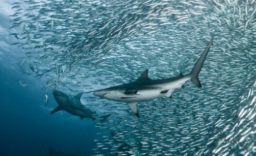 Khớp lệnh hàng triệu cổ phiếu mỗi phiên, nhiều doanh nghiệp "hot" trên sàn chứng khoán đang không có cổ đông lớn