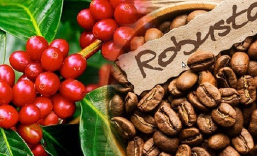 Dồn dập các tác nhân đẩy giá cà phê robusta tăng vọt