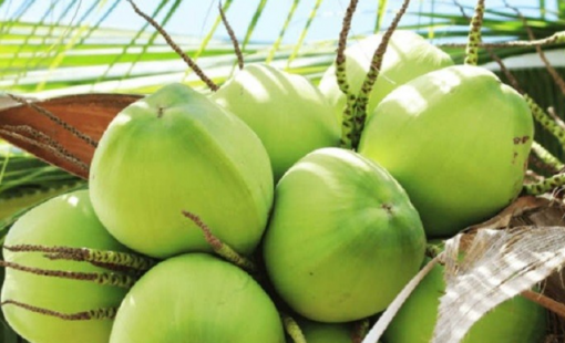 Ngành dừa sẽ vượt mốc xuất khẩu vượt 1 tỷ USD vào năm sau nữa