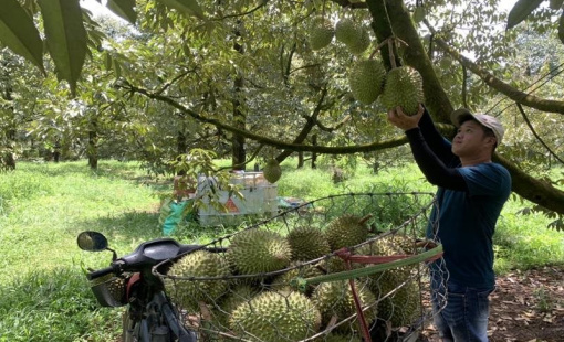 "Ngôi sao" giá trị cao của Việt Nam được Trung Quốc ưa chuộng, chưa đầy 5 tháng đã bán được 60.000 tấn