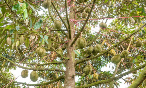 Nông sản phổ biến của Việt Nam trở thành mặt hàng "hot hàng đầu" trong lòng người Trung Quốc