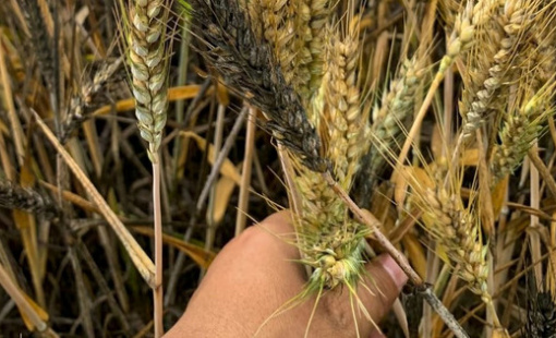 Quốc gia sản xuất lớn nhất mất hàng triệu tấn lúa mì ngay trước thu hoạch, giá toàn cầu có nguy cơ bị ảnh hưởng