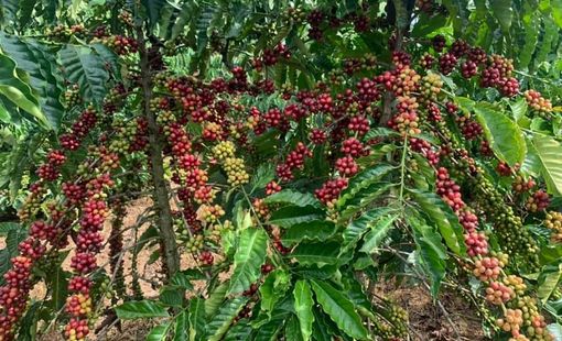 Sản lượng giảm, nhu cầu tăng cao đẩy giá cà phê trong nước lập đỉnh 15 năm