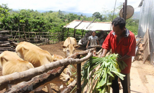 Tăng mức cho vay và giảm lãi suất đối với hộ gia đình ở vùng khó khăn