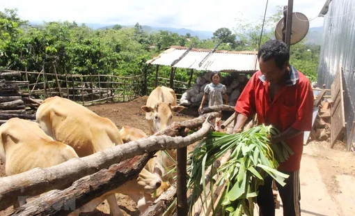 Tăng mức cho vay và giảm lãi suất đối với hộ gia đình ở vùng khó khăn