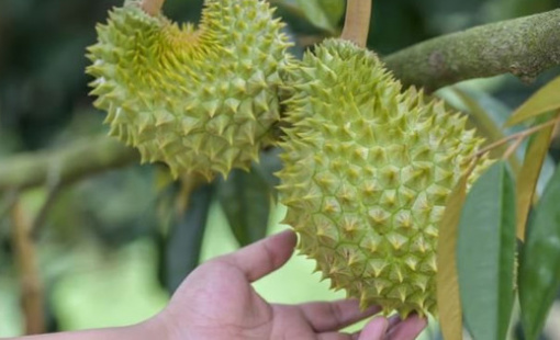 "Giấc mơ sầu riêng" của Trung Quốc sụp đổ ngay vụ đầu tiên