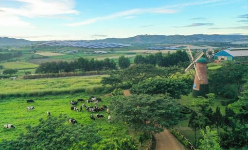 Giảm thiểu dấu chân carbon trong sản xuất tại doanh nghiệp sữa lớn nhất cả nước