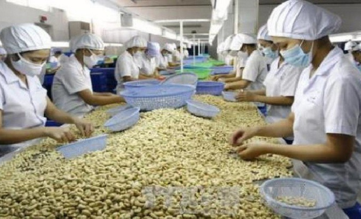 Xuất khẩu hạt điều đã bước qua giai đoạn tăng trưởng thấp?