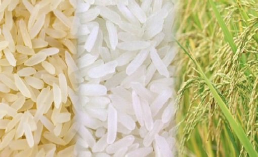 Tại sao lệnh cấm xuất khẩu gạo của Ấn Độ lại nghiêm trọng đối với thương mại toàn cầu?