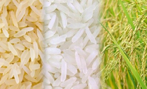 Tại sao lệnh cấm xuất khẩu gạo của Ấn Độ lại nghiêm trọng đối với thương mại toàn cầu?