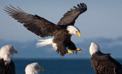 Loạt “đại bàng” Apple, Foxconn, Samsung… tìm cơ hội tại Việt Nam: Chủ các KCN lao vào cuộc đua thu hút FDI