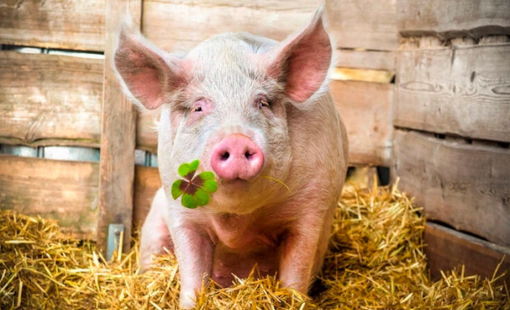 Chưa vui được bao lâu, sự nghiệp nuôi heo của bầu Đức lại đối mặt với "mối đe dọa" mới