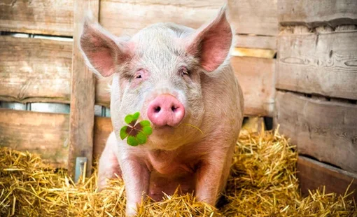 Chưa vui được bao lâu, sự nghiệp nuôi heo của bầu Đức lại đối mặt với "mối đe dọa" mới