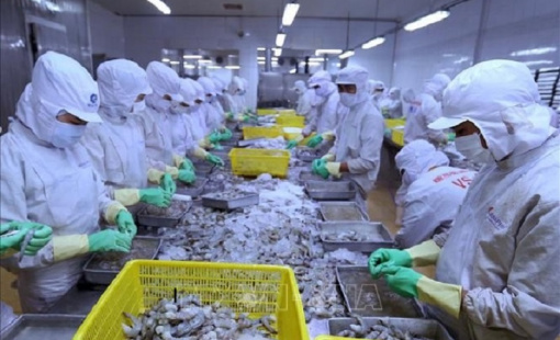 Kim ngạch xuất khẩu tôm sẽ không đạt 4 tỷ USD như mục tiêu ban đầu