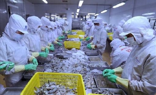 Kim ngạch xuất khẩu tôm sẽ không đạt 4 tỷ USD như mục tiêu ban đầu