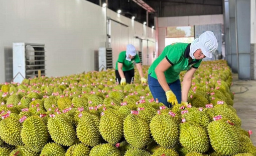 Kim ngạch xuất khẩu rau quả sẽ về đích trước 2 năm so với mục tiêu