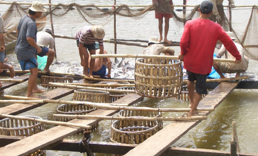 7 tháng đầu năm, xuất khẩu cá tra đạt 1 tỷ USD