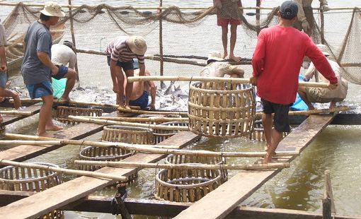 7 tháng đầu năm, xuất khẩu cá tra đạt 1 tỷ USD