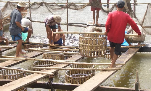 7 tháng đầu năm, xuất khẩu cá tra đạt 1 tỷ USD