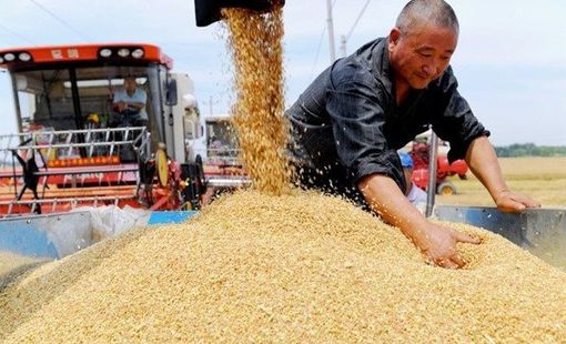 Vựa lúa của Trung Quốc bị "nứt"