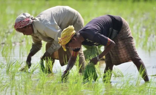 Giá gạo tăng phi mã, chính phủ Thái Lan bất ngờ yêu cầu nông dân hạn chế trồng lúa vì lý do này