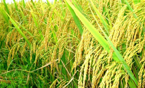 Những nước chịu ảnh hưởng mạnh nhất từ quy định cấm xuất gạo của Ấn Độ