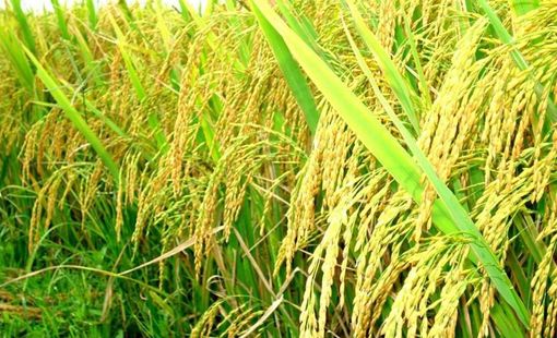 Những nước chịu ảnh hưởng mạnh nhất từ quy định cấm xuất gạo của Ấn Độ
