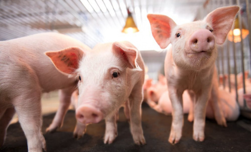 Mảng nông nghiệp của Hòa Phát đã có lãi trở lại, dù doanh thu xuống thấp nhất 18 quý