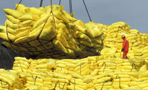 Giá gạo lập kỷ lục cao nhất nhiều năm do lệnh cấm của Ấn Độ