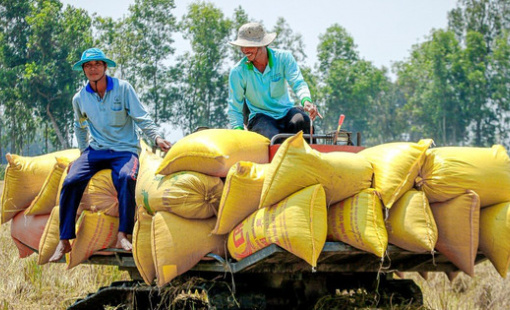 Nhiều nước cấm xuất khẩu, Việt Nam thu hàng tỷ USD từ gạo liệu có nên "thừa thắng xông lên"?