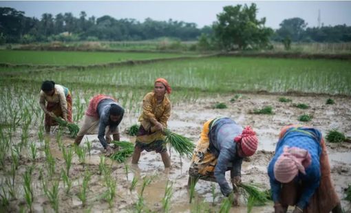 3 nước ASEAN bị ảnh hưởng nặng bởi lệnh cấm của Ấn Độ, chuyên gia cảnh báo thị trường hỗn loạn