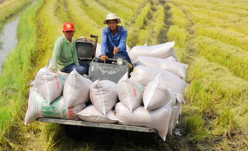 Chủ thể tham gia liên kết lúa gạo được vay vốn giảm 1% so với lãi suất thông thường
