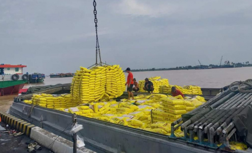 Ba yếu tố tác động khiến giá gạo giảm